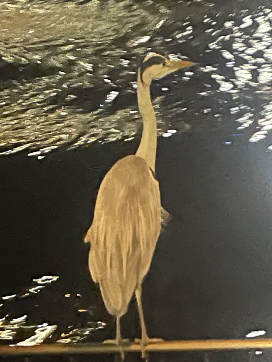 Akiko_IPLaw's tweet photo. お散歩をしていたら、白い巨大な鳥に出会いました🦅とても大きく、もの凄い勢いで飛び去って行きました。 https://t.co/CNgeyYY5Yj