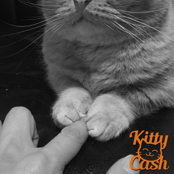 KittyCash_20's tweet photo. GM. When youre having a hard time in crypto but KittyCash is there for you❤️😸$Kitty #KittyCash #CAT20 #fractalbitcoin #bitcoindefi #Bullrun #bitcoin100k #Satspumpfun #unisat #dotswap https://t.co/Rk74GuCVXa