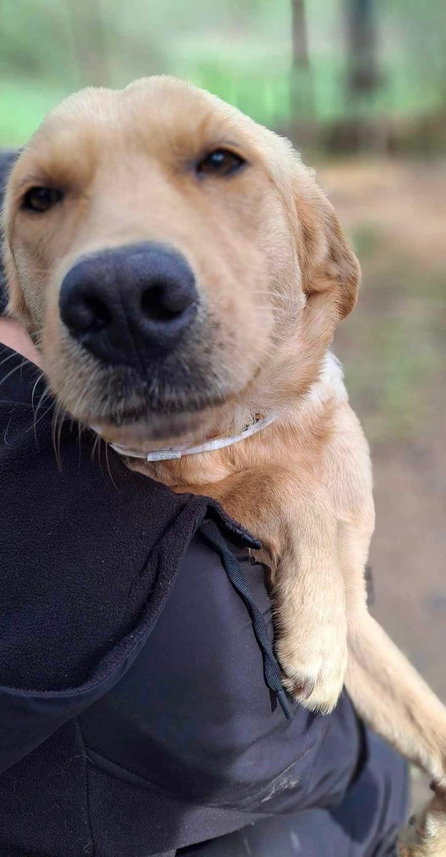 SCD_Rescue's tweet photo. 💖Gorgeous Nellie is available for adoption💖

⭐️NAME: Nellie

⭐️LOCATION: UK Newport Wales 

⭐️AGE: approx 2 years old

⭐️SEX: female

⭐️BREED: lab / x

⭐️SIZE/WEIGHT: medium/large 

⭐️NEUTERED/SPAYED: yes spayed 

⭐️OTHER DOGS IN HOME: Nellie is fine living with another dog or being an only dog. She is a social girl. 

⭐️CATS IN HOME: not cat tested 

⭐️CHILDREN IN HOME: Yes dog savvy children 7+ lovely friendly girl

⭐️OTHER INFO:Nellie was rescued off the streets where she was living near an abandoned building. 

Nellie came to the UK and went into a home where she was doing amazing, she was settling well, slept through the night, had no accidents indoors but shockingly after 24hours we had a message to say she would be returning to kennels as although Nellie hadn’t done anything wrong, she wasn’t the right dog for them 😞😡

Sadly Nellie was let down and returned to kennels confused.

Nellie is such a sweet girl; she is gentle, submissive and is such a sweetheart. 

Nellie is well socialised and good with other dogs, she isn’t over the top boisterous and has a really lovely nature.

Nellie really deserves a forever family; she can be a little timid to start with but has been through so much upheaval, within 24hours in her home she was so much braver and was giving everyone kisses. She loved her cosy bed too.
She would make the most amazing addition to a family, and more importantly one who deserves her 🥰