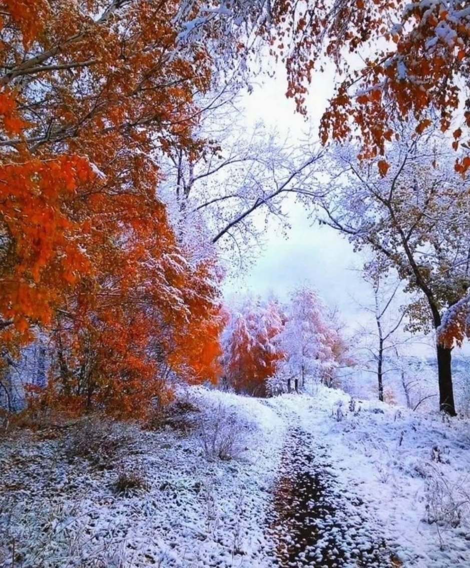 Miep51082958's tweet image. #AutumnBeauty #ThatFirstSnow