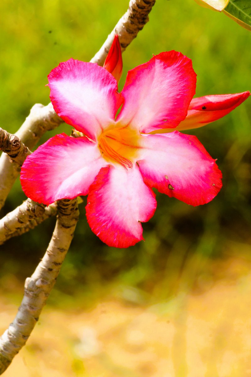 Karthik59793109's tweet photo. Impala Lile #impalalile #flowerphotography #pinkandwhite #treeblossom #naturephotography #naturephotographer #naturebeauty https://t.co/dbrUH9Yhzq
