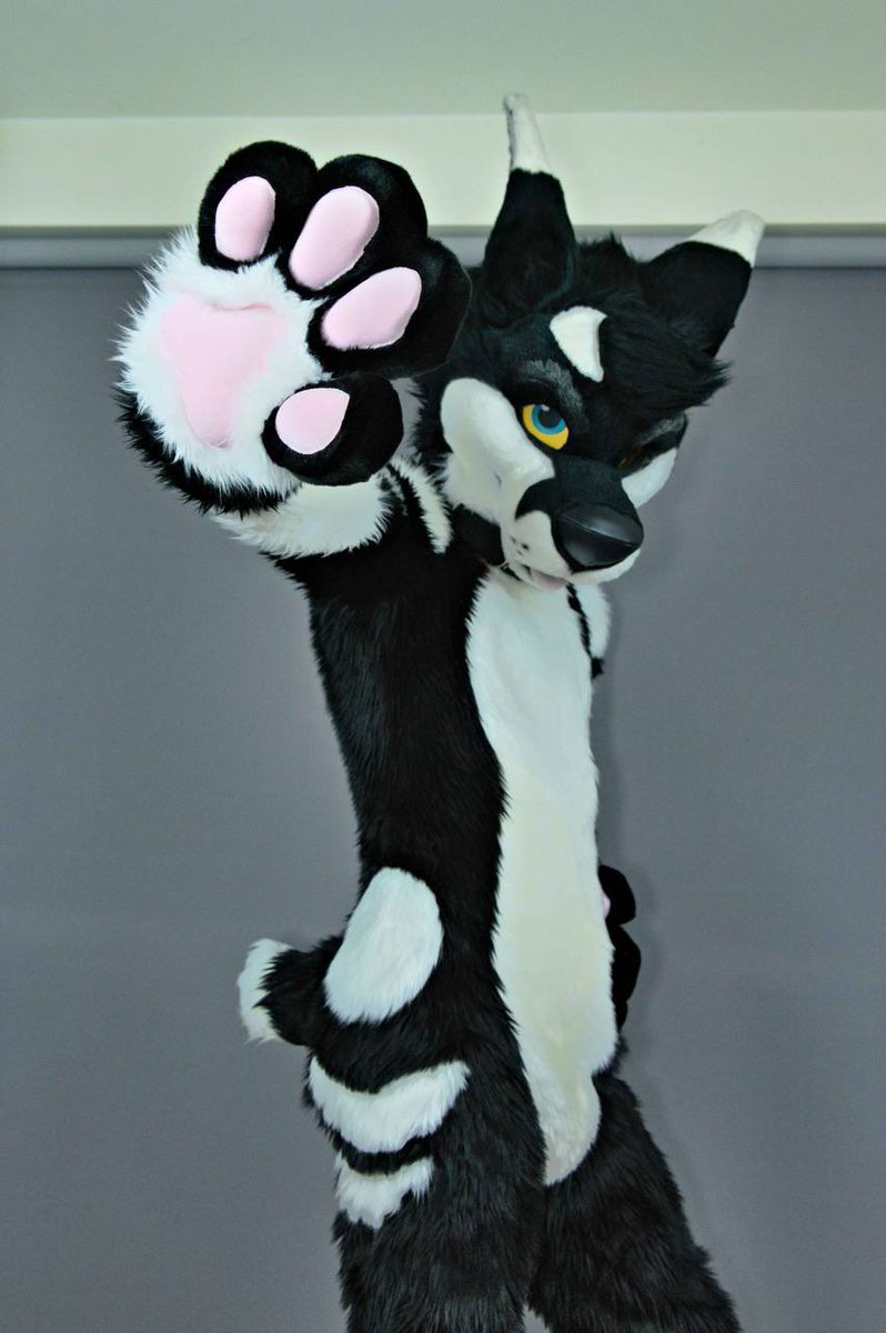 Kuff_Fobie's tweet photo. Kuff refurb! 
@MadeByMercury did an amazing job! 
New body, feet and hand paws, and touched up the original head made by @mixedcandy with a new nose, neck fluff and airbrushing ❤️ https://t.co/6ElmlMcQ8o