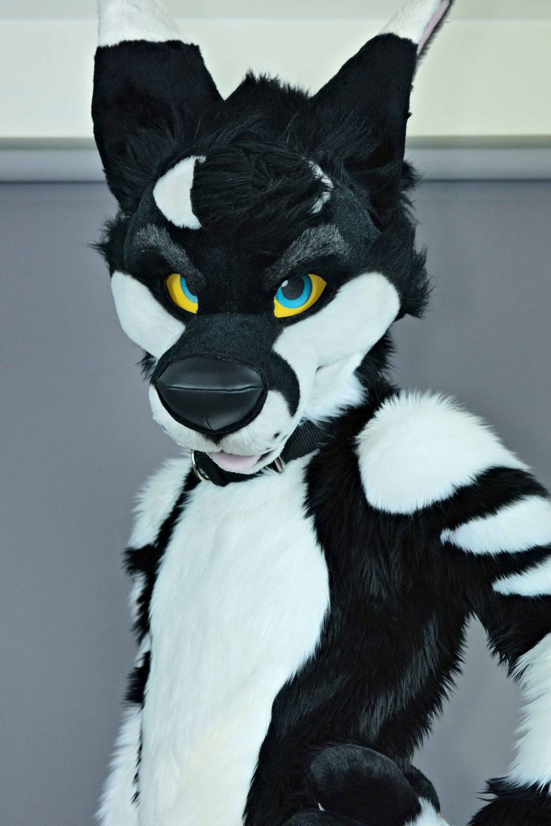 Kuff refurb! 
<a href="/MadeByMercury/">Made By Mercury</a> did an amazing job! 
New body, feet and hand paws, and touched up the original head made by <a href="/mixedcandy/">Mixedcandy Inc</a> with a new nose, neck fluff and airbrushing ❤️