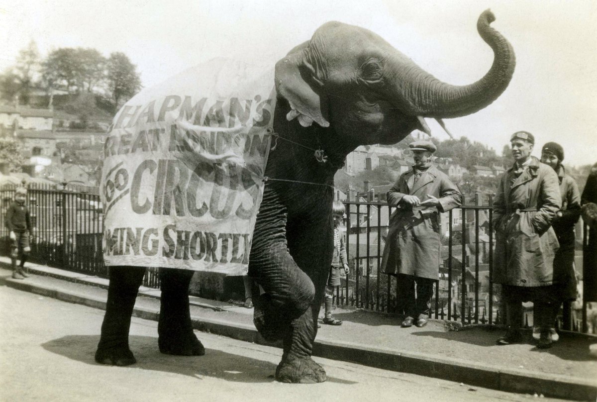 The Ironbridge Gorge Museum Trust (@ironbridgegmt) on Twitter photo Did you know that in 1932 an elephant from Chapman's Zoo-Circus crossed the Iron Bridge to promote the forthcoming arrival of the circus in the region? 🐘
We imagine it would've made a pretty huge impact on the people it passed by...
#EYAHuge #EYA <a href="/explorearchives/">Explore Your Archive</a> Did you know that in 1932 an elephant from Chapman's Zoo-Circus crossed the Iron Bridge to promote the forthcoming arrival of the circus in the region? 🐘
We imagine it would've made a pretty huge impact on the people it passed by...
#EYAHuge #EYA <a href="/explorearchives/">Explore Your Archive</a>