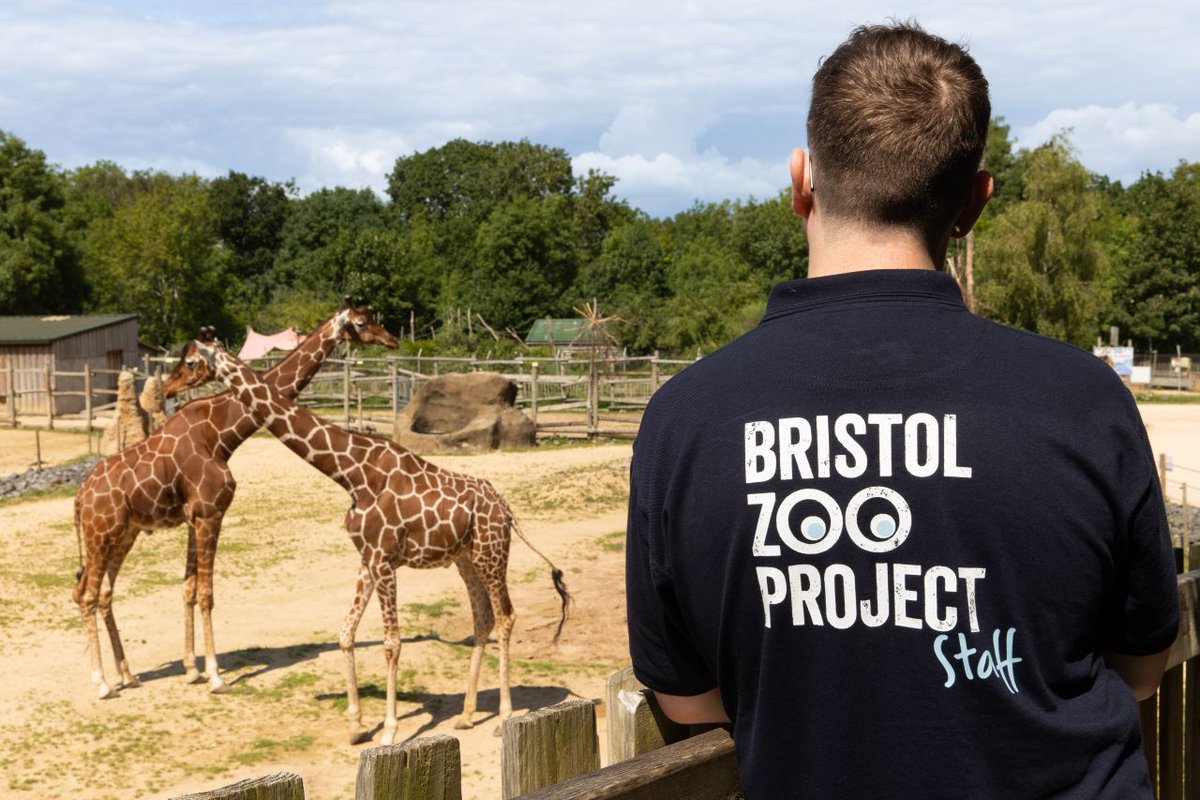 We're hiring for some exciting roles:

⭐ Head of Higher Education and Field Conservation
⭐ Maintenance Technician

Find out more and apply at bristolzoo.org.uk/careers

#Jobs #ConservationJobs #AnimalJobs #ZooJobs #Hiring