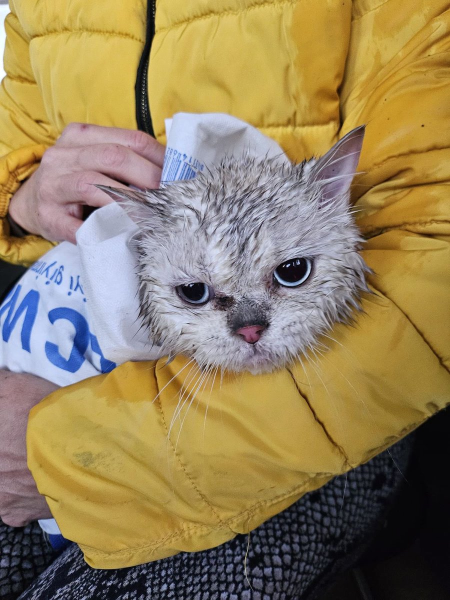 Yine bir sürü para verip almışlar ve heveslerini alınca çocuk parkına terk edip gitmişler. Yağmurun altında sırılsıklam bulundu 🥹 Sokakta geçirdiği süre içinde yaralanmış ve ayak patisinde bir  parmağı kırılmış, şu an klinikte tedavide 🥹 Tedavi sonrası gidecek hiçbir yeri yok.