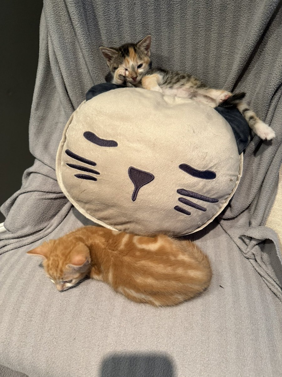 KittensCam's tweet photo. Big girls chair!
#fairycatmother #pumpkin #pepperpot catsofX #adoptdontshop #kittenCam #kittensofX #cats #kittens #cute #fosteringsaveslives #kittensofinstagram #catsofinstagram #ferals #orphans🐾 https://t.co/yflb5RroeM