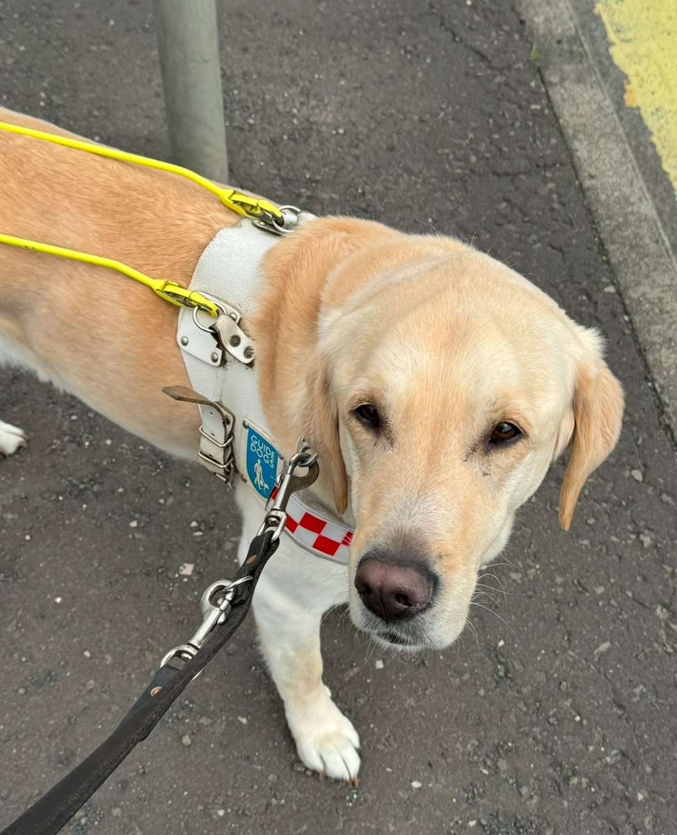 So frustrating to be asked to leave a shop because they say “no dogs allowed” even though I explain that Sam is a guide dog. 

This happened again to us this afternoon. It is illegal, however it still happens quite often and nothing js ever really done about it