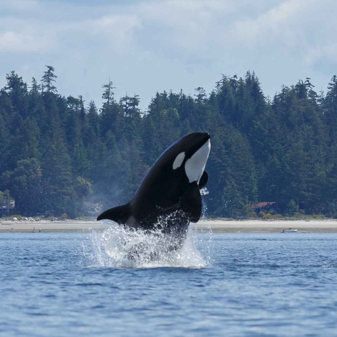 Dolphin Project tweet media