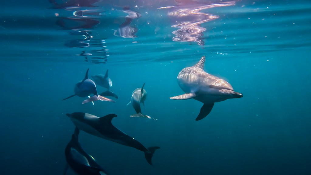 Dolphin Project tweet media