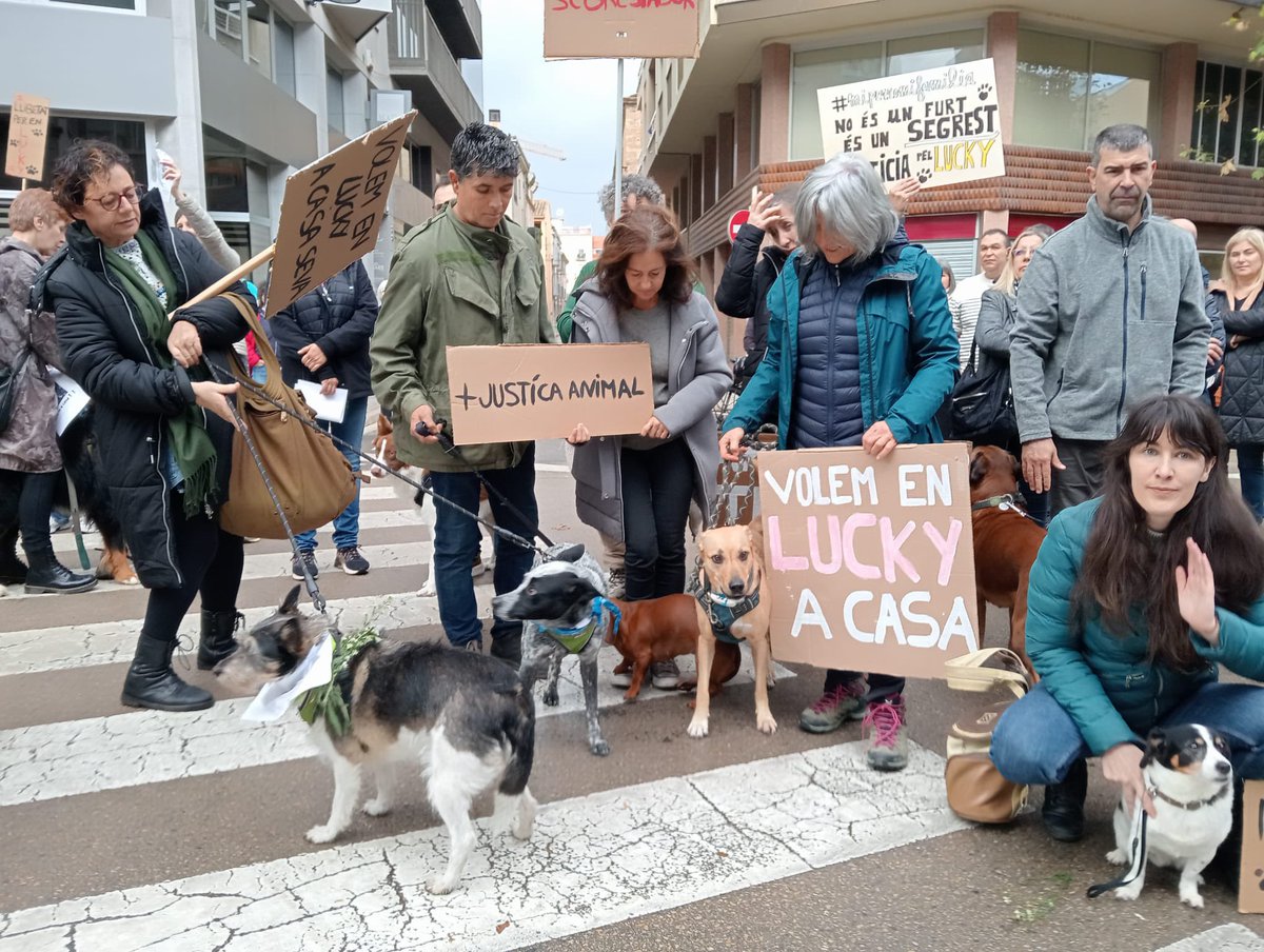 punsix's tweet image. Unes 130 persones amb uns quaranta gossos s’han concentrat davant de l’Ajuntament de Banyoles per reclamar als lladres d’en Lucky, el gos de Navata, que el retornin. El van robar de casa seva l’11 de novembre. El sospitós viu a Banyoles. No hi ha novetats de la investigació.
