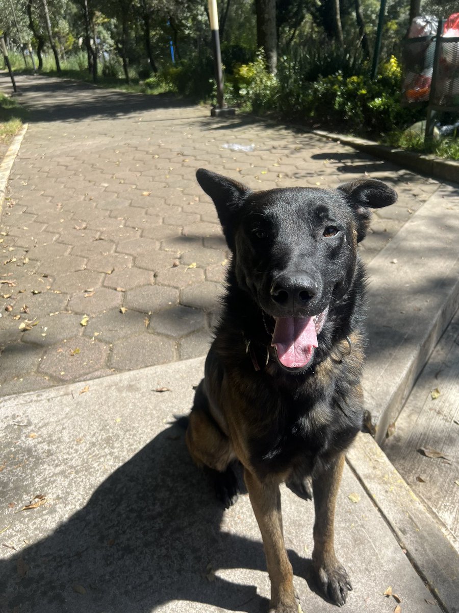 Alguien conoce a este perrito ?? Está en el parque de Axomiatla desde la mañana y parece que está perdido  pero no trae placa ni nada. <a href="/PORLASAGUILAS/">LAS AGUILAS ®️</a> <a href="/EnlaceTAguilas/">ENLACE TERRITORIAL AGUILAS®️</a> <a href="/LomasAguilas/">Lomas De Las Aguilas</a>