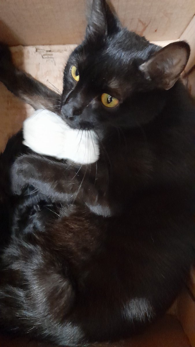 SergioVivemal's tweet photo. ¿Que tan mierda debes de ser para envenenar a un animal?
En mi trabajo había un gatito al cual cuide desde que llego hace un año, recién había sido mamá y hoy un HDSPM la mato, no era traviesa, se iba hacia al puesto de a lado y regresaba  junto a sus bebes, la voy a extrañar😭💔 https://t.co/rWLKOhNkga