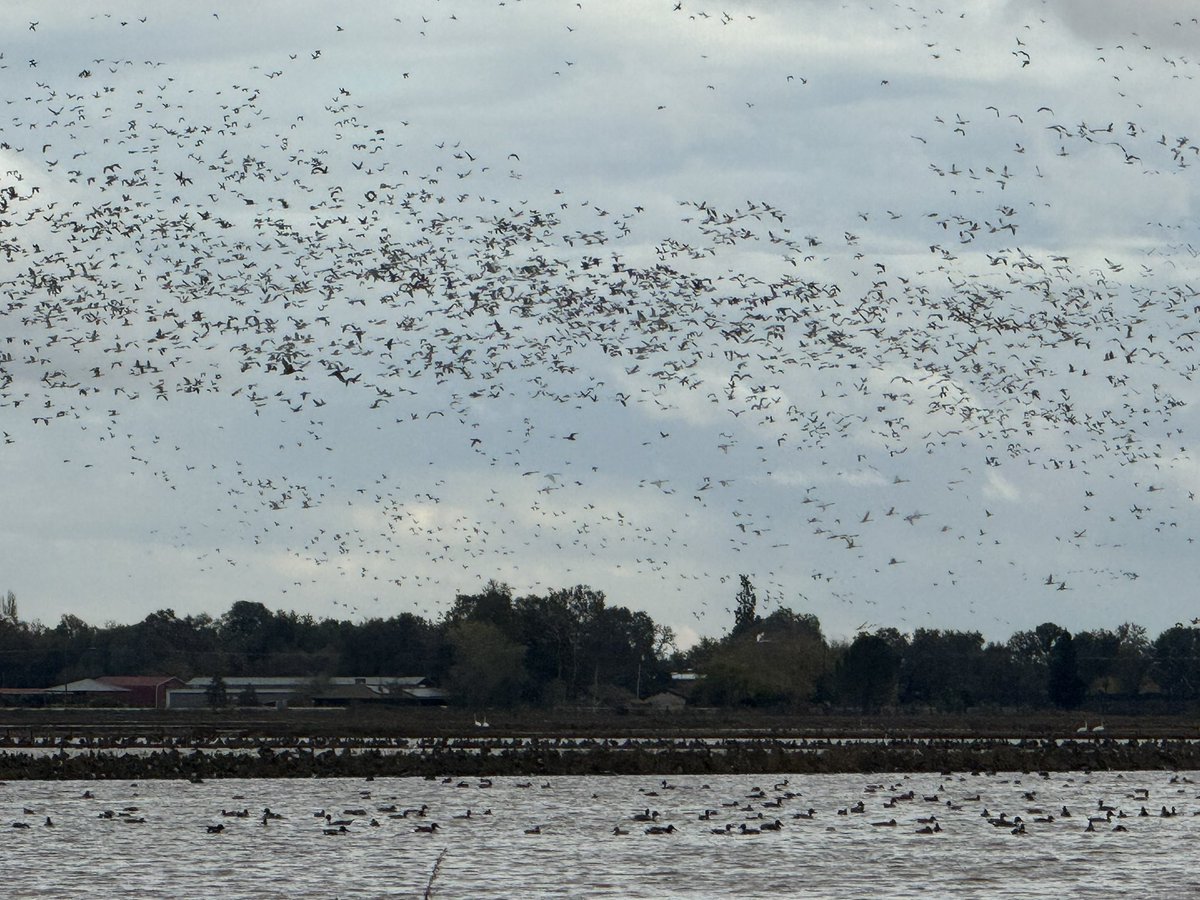 Jenn_Bowles's tweet photo. Finally went on a tundra swan tour in NorCal’s rice country where farmers leave water in their fields for a cacophony of birds migrating on the #PacificFlyway.  Even spotted a couple of burrowing owls on a levee. 😉 #cawater https://t.co/zx0dNHbcaW