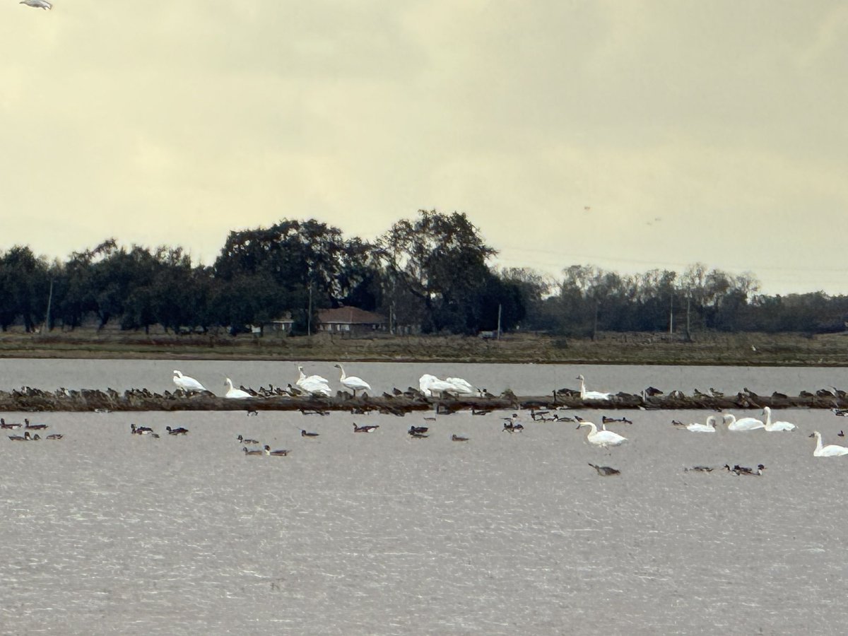 Jenn_Bowles's tweet photo. Finally went on a tundra swan tour in NorCal’s rice country where farmers leave water in their fields for a cacophony of birds migrating on the #PacificFlyway.  Even spotted a couple of burrowing owls on a levee. 😉 #cawater https://t.co/zx0dNHbcaW