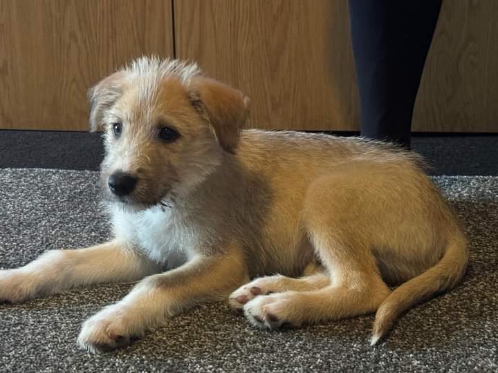 Stubbington Ark, RSPCA Solent branch tweet media