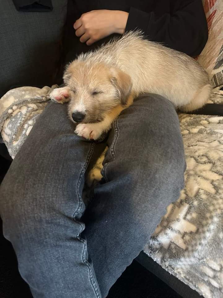 Stubbington Ark, RSPCA Solent branch tweet media