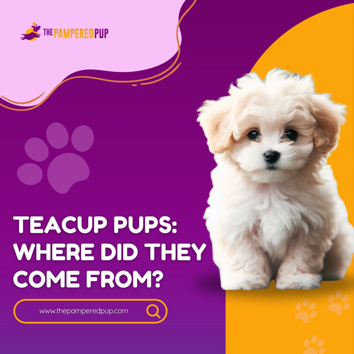 The Pampered Pup tweet media