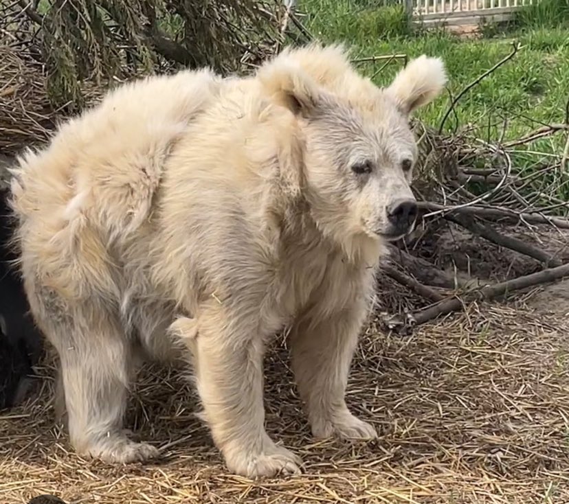 Was trying to figure out who my dog reminded me of this morning