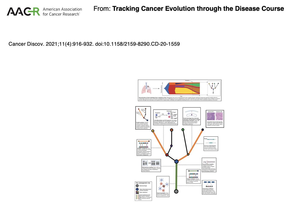 Rebecca Wong (@rebeccakswong) on Twitter photo Keynote speaker #NANETS2024 <a href="/CharlesSwanton/">Charles Swanton</a> master story teller on the complex concepts and data on how cancer evolve with a most appropriate title "Myeloid Mayhew". A great take home image I will revisit study and ponder. Keynote speaker #NANETS2024 <a href="/CharlesSwanton/">Charles Swanton</a> master story teller on the complex concepts and data on how cancer evolve with a most appropriate title "Myeloid Mayhew". A great take home image I will revisit study and ponder.