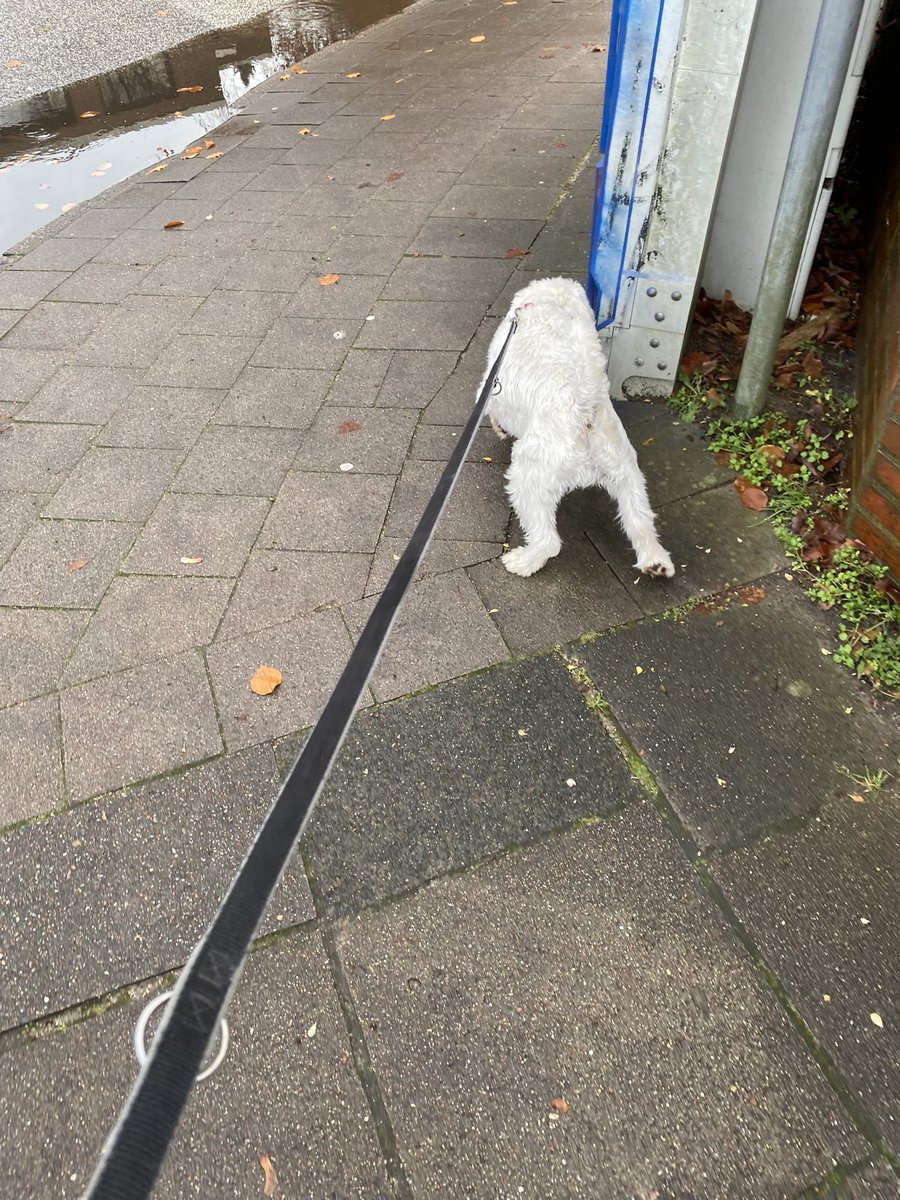 Leinenführigkeit

Meine Königsdisziplin 😇

🐩🦮🤡

#TwitterRudel #SkippiBarkow #SchnauzerGang #Schnauzer #DogsOfTwitter #Dogs 🐕