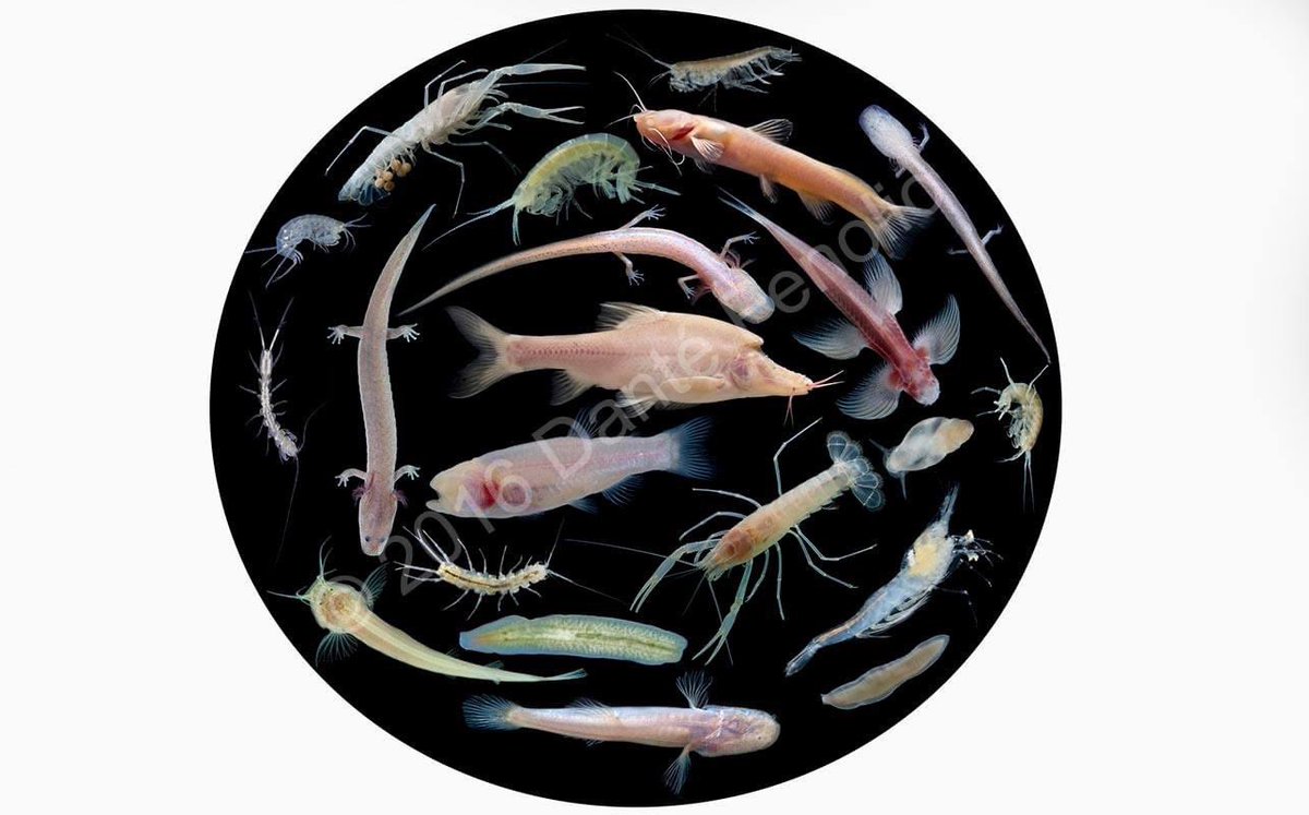 I'm thankful for groundwater biodiversity.