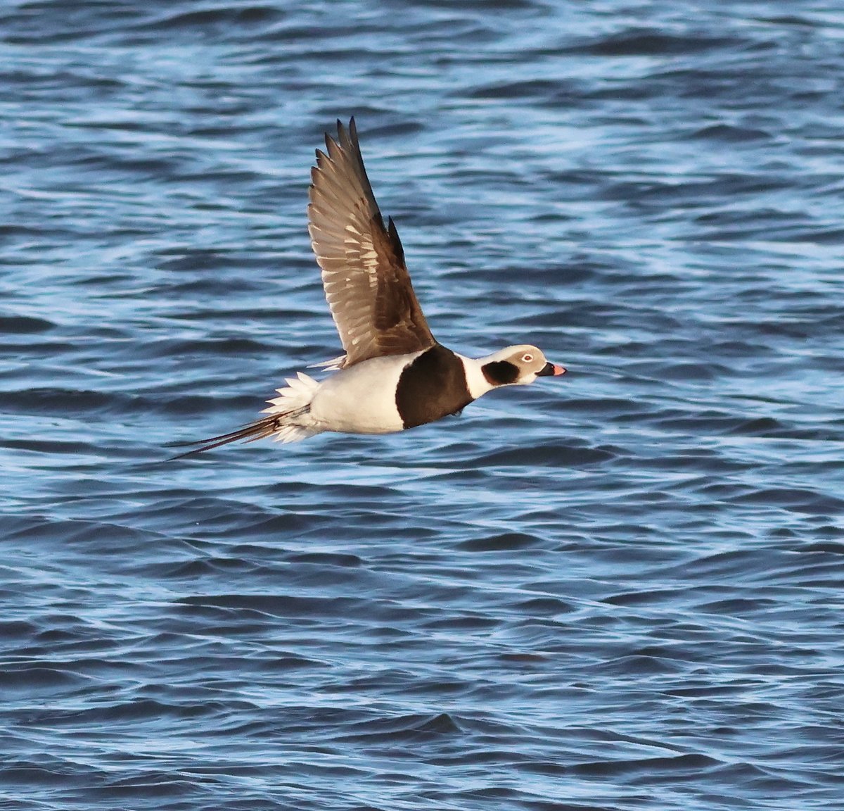 Ian Andrews (@ijandrews1) on Twitter photo 24 Nov. Musselburgh. 5 Little Auks, 1 Red-necked Grebe and one of the fine male Long-tailed Ducks briefly came in close <a href="/birdinglothian/">Birding Lothian</a> 24 Nov. Musselburgh. 5 Little Auks, 1 Red-necked Grebe and one of the fine male Long-tailed Ducks briefly came in close <a href="/birdinglothian/">Birding Lothian</a>