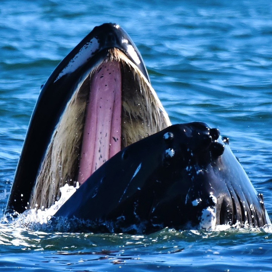NJspots's tweet photo. I dub thee "freckles" 
Just over the top heart stopping.... wow! 😍
📷 @beachblondephotography
.
Borderline Ortley/Lavallette, NJ November 2024

#NJspots #jersey #humpback #whale #nj #coastaljerseyadventures #wildnewjersey #njbeaches https://t.co/5Ln6PwNmrJ