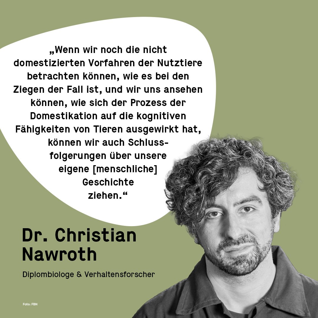 querFELDein (@querfeldeinblog) on Twitter photo Mehr über die Arbeit von @goatsthatstare erfahrt ihr in unserer aktuellen Podcast-Folge zum Thema „Wie clever sind Ziegen? – Verhalten und Kognition von Nutztieren“ <a href="/FBNDummerstorf/">FBN Dummerstorf</a> <a href="/niebgnal/">Jan Langbein</a> open.spotify.com/show/42AlA0X96… Mehr über die Arbeit von @goatsthatstare erfahrt ihr in unserer aktuellen Podcast-Folge zum Thema „Wie clever sind Ziegen? – Verhalten und Kognition von Nutztieren“ <a href="/FBNDummerstorf/">FBN Dummerstorf</a> <a href="/niebgnal/">Jan Langbein</a> open.spotify.com/show/42AlA0X96…