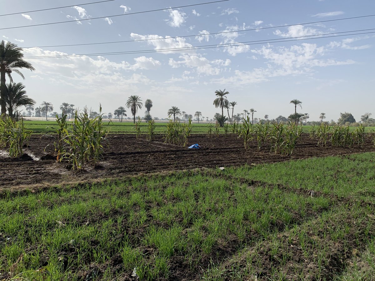 UNDPEgypt's tweet photo. Working #ForPlanet: In 2023, we implemented over 100 income-generating projects for farmers, with 64% led by women.
This initiative boosts economic resilience, promotes gender equality and fosters sustainable agriculture in areas vulnerable to sea level rise.🌱 https://t.co/i64Tj1v8Aw