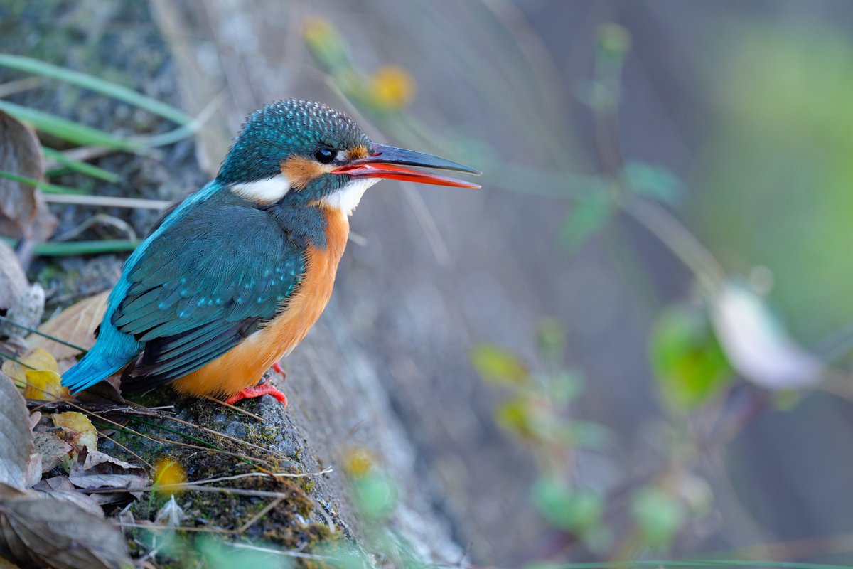 hama_yuu2003's tweet image. カワセミ写真をphotolab8 &amp;amp;filmpack7で現像してみましたー
ブラックフライデーセール中なので是非

#DxO
#PhotoLab8
#FilmPack7
#カワセミ