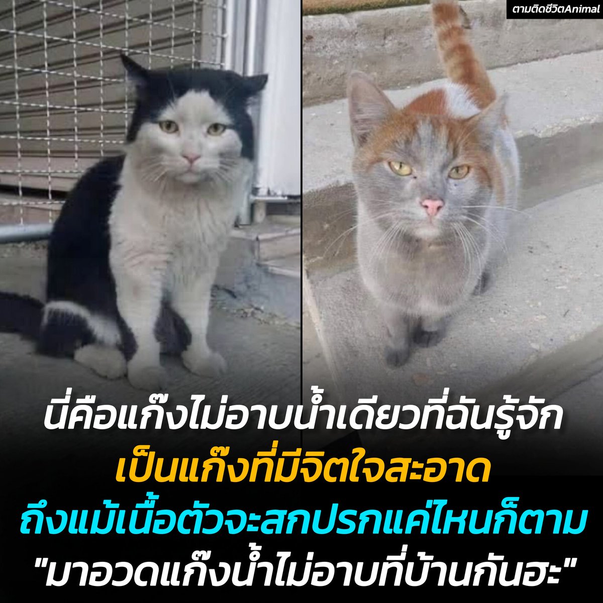 มาอวดแก๊งน้ำไม่อาบที่บ้านกันฮะ ขอรูปของน้องพร้อมแคปชั่น "อาบน้ำล่าสุดตอนไหน"  🤣🤣🤣