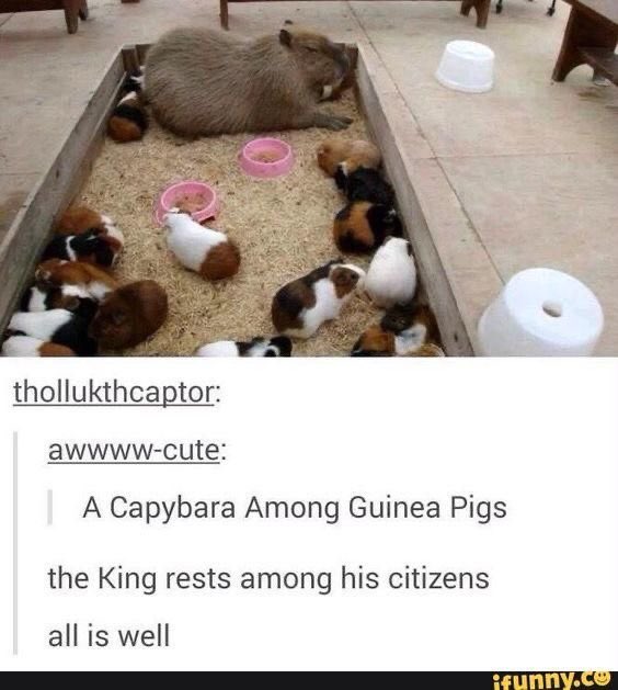 Loki's Squirrel ✝️ tweet media