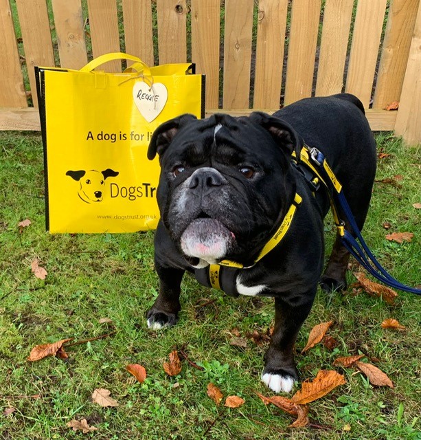 It was Big Yellow Bag Day 💛 for our Reggie. He packed his bag, bid a fond farewell to his foster carer 😘 and ambled off with his new family where he will no doubt enjoy lots of snuggles 🐾. All the best Reggie!
#BigYellowBagDay
#AdoptDontShop
#ADogIsForLife
<a href="/DogsTrust/">Dogs Trust 💛🐶</a>
