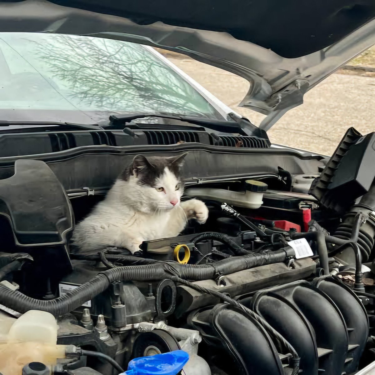 Kaputu açıp bakmanız 1 2 saniyenizi alır motoru çalıştırmadan önce lütfen bakın 🙏🏻