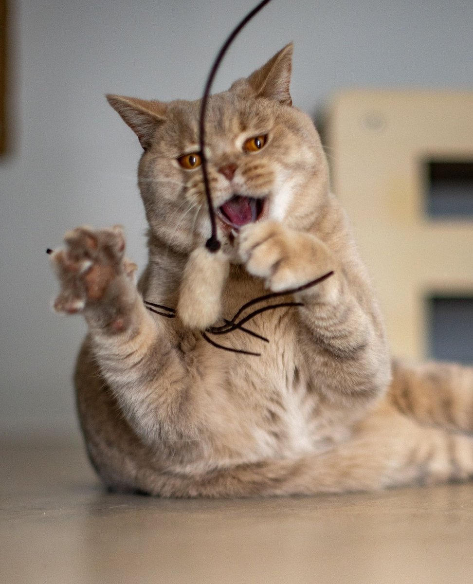 Homycat's tweet photo. Les griffoirs Homycat sont LES griffoirs #1 qui protègent votre canapé avec style ! 😻
🌍 Eco-friendly et fabriqué en France
🏆 Durée de vie incomparable avec un carton remplaçable
🇫🇷 Un produit de qualité 

Tous nos griffoirs sont disponibles sur https://t.co/Sy00I5HyY1 ! 🛒 https://t.co/tRvhRNMXHp