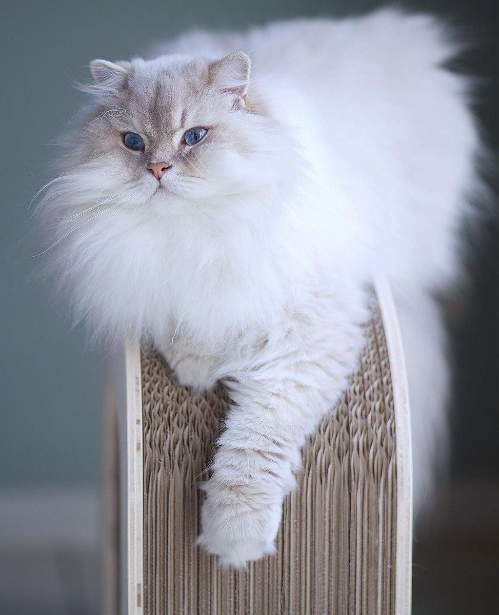 Les griffoirs Homycat sont LES griffoirs #1 qui protègent votre canapé avec style ! 😻
🌍 Eco-friendly et fabriqué en France
🏆 Durée de vie incomparable avec un carton remplaçable
🇫🇷 Un produit de qualité 

Tous nos griffoirs sont disponibles sur Homycat.com ! 🛒