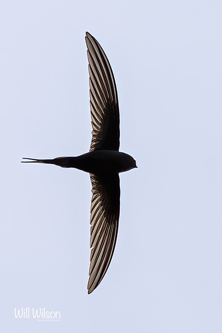 An African Palm Swift for #SilhouetteSunday 

📍Kigali, in #Rwanda #VisitRwanda #BirdPhotography