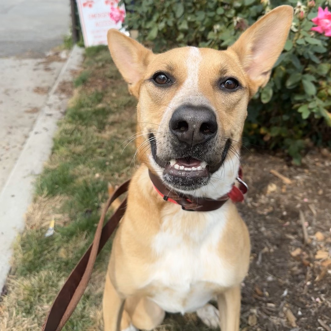 Meet Yuki! (#LA2772) 💖 This gorgeous 1-year-old Australian Cattle Dog mix is full of life and ready for her forever home! Think you’re the one? Meet Yuki at our Port Washington, NY adoption center today! ✨ #GetYourRescueOn #AdoptYuki #RescueDogLove