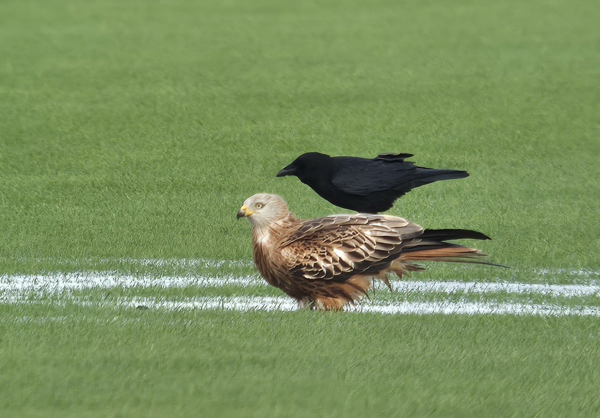 Red Kite and Crow. Hougham, Lincs. <a href="/Lincsbirding/">Lincsbirding</a>