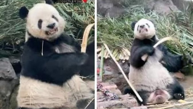 animals_twts's tweet photo. This panda grimaces when he breaks bamboo because he didn't have any panda teachers and he noticed that humans made this grimace every time they broke bamboo for him 😭 https://t.co/KeTL39lGiz