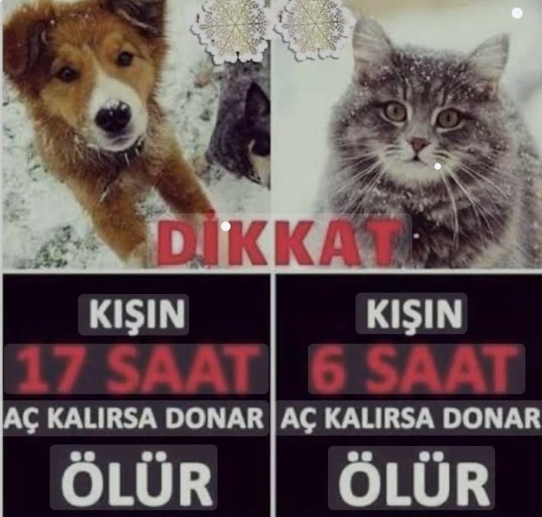 Sade_Ce33's tweet image. Arkadaşlar lütfen apartman kapılarını açık bırakın! 
Çok soğuk kedilerin sığınacağı yer yok...
#karyağısı 
#apartmankapısı
#BoluDağıTüneli