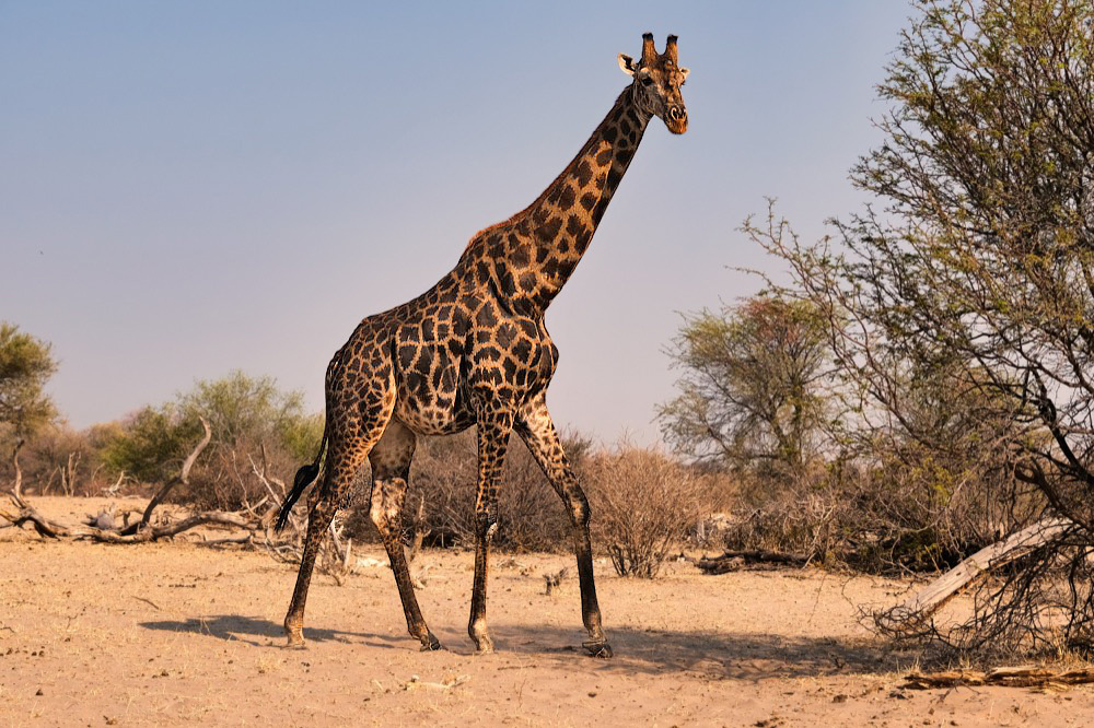 Yves de Contades tweet media