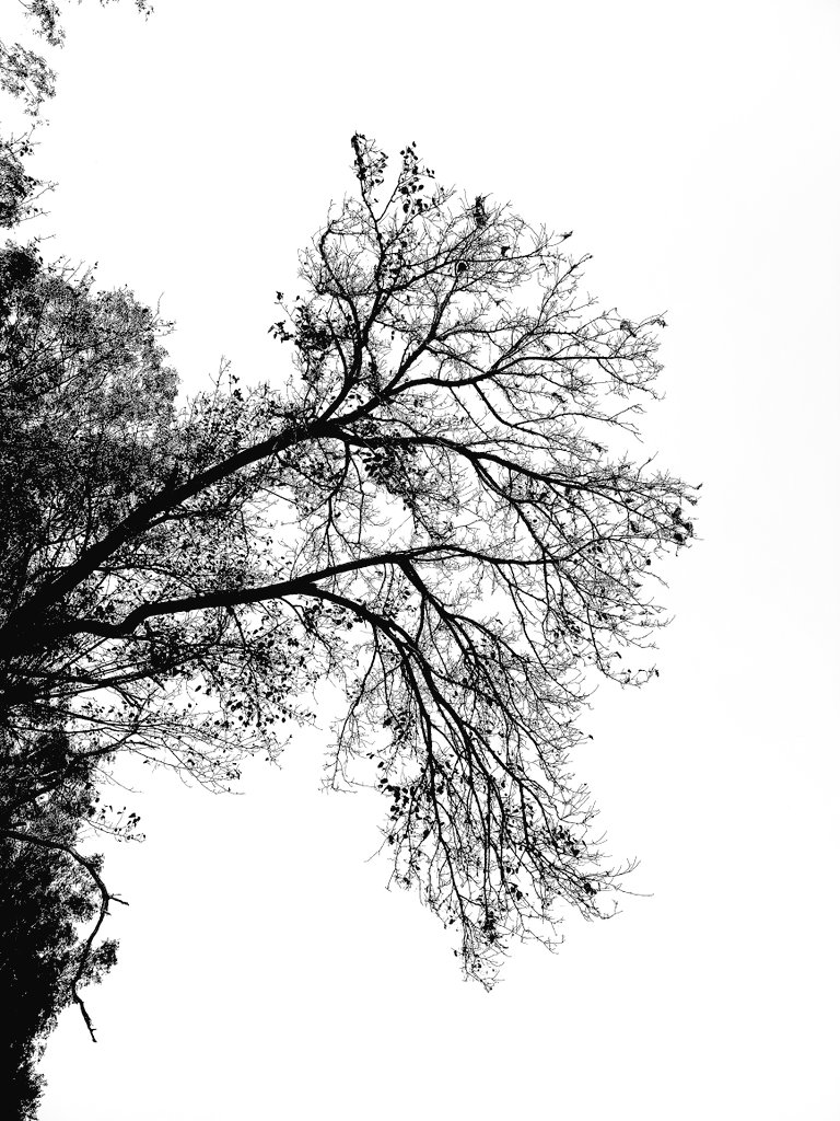 5aab4ever's tweet photo. Like Anatomy of Lungs 🫁..... #Tree #Lungs #Nature #Environment #DryLeaf #5aab4ever #bnw #BlackAndWhite #Photography #DocumentaryPhotography #PlanetEarth #OneEarth #Sombre #Spooky #Dark #DarkArt #DarkArts #Gloomy #Sombrescapes #SombreBW #DarkScape #EmbracingShadows #5aab4ever https://t.co/2FFXIcHtXT