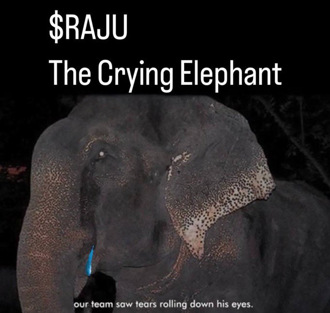 <a href="/jpeggler/">jpeggler</a> Don’t need it with $RAJU . Top holders are massive Fred whales getting in !

An innocent elephant that is stripped of his mother and kept in cruel captivity for five decades, after rescued he could only thank his rescuers by crying🥹🥹. Join us to celebrate $Raju freedom

$RAJU