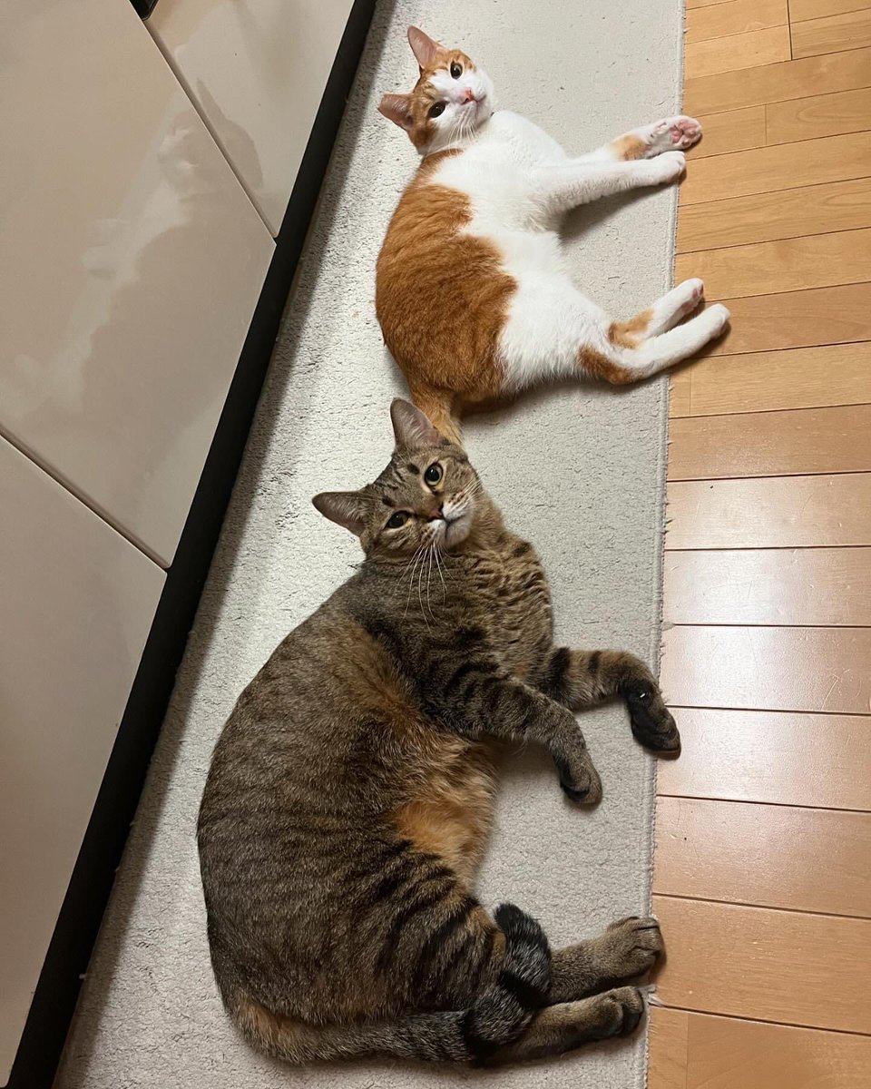 おやすみにゃさい💤

#猫好きさんと繋がりたい
#ねこねこはっちゃんねる
▶︎ <a href="/CatsHATCHANNEL/">ねこねこはっちゃんねる</a>