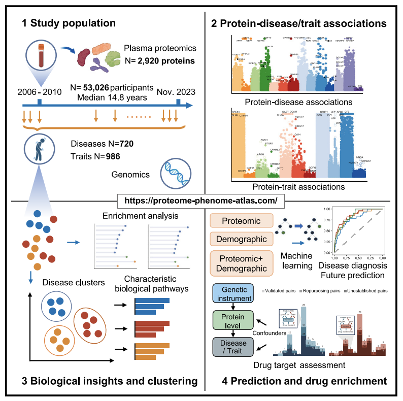 This <a href="/CellCellPress/">Cell</a> paper making the most of the #proteomics resource of the UK Biobank is a great Sunday read📖❗️

🔗cell.com/cell/fulltext/…

It highlights at scale the areas, where proteomics could provide meaningful insights: 🧵