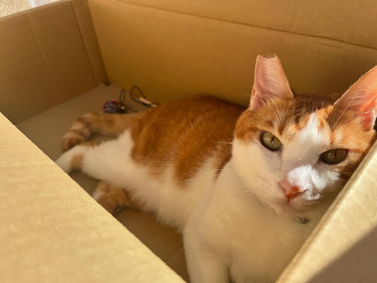 おもちゃをゲットできて満足のちゃちゃ💛

#猫好きさんと繋がりたい
#ねこねこはっちゃんねる
▶︎ <a href="/CatsHATCHANNEL/">ねこねこはっちゃんねる</a>