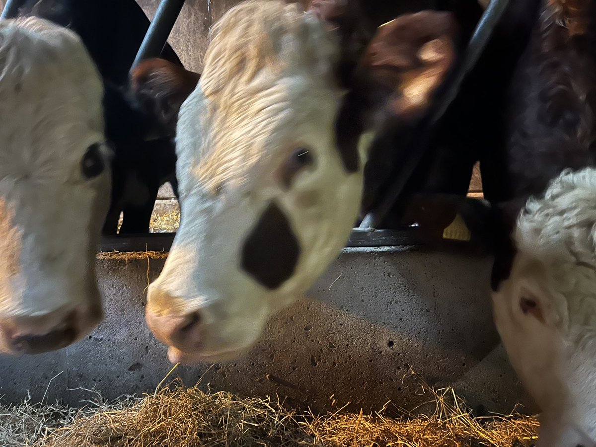 bernardsfarmuk's tweet photo. Eat. Rest. Chew. Loaf. And repeat*.
*Winter, according to Bernard’s cows. 🐂🐄😎❄️🌨️
#cattle #nativecows #winter #cattleshed #staffordshiremoorlands #uplandfarming #hillfarm #sucklers #tenantfarmer https://t.co/WIOHD7Jlml