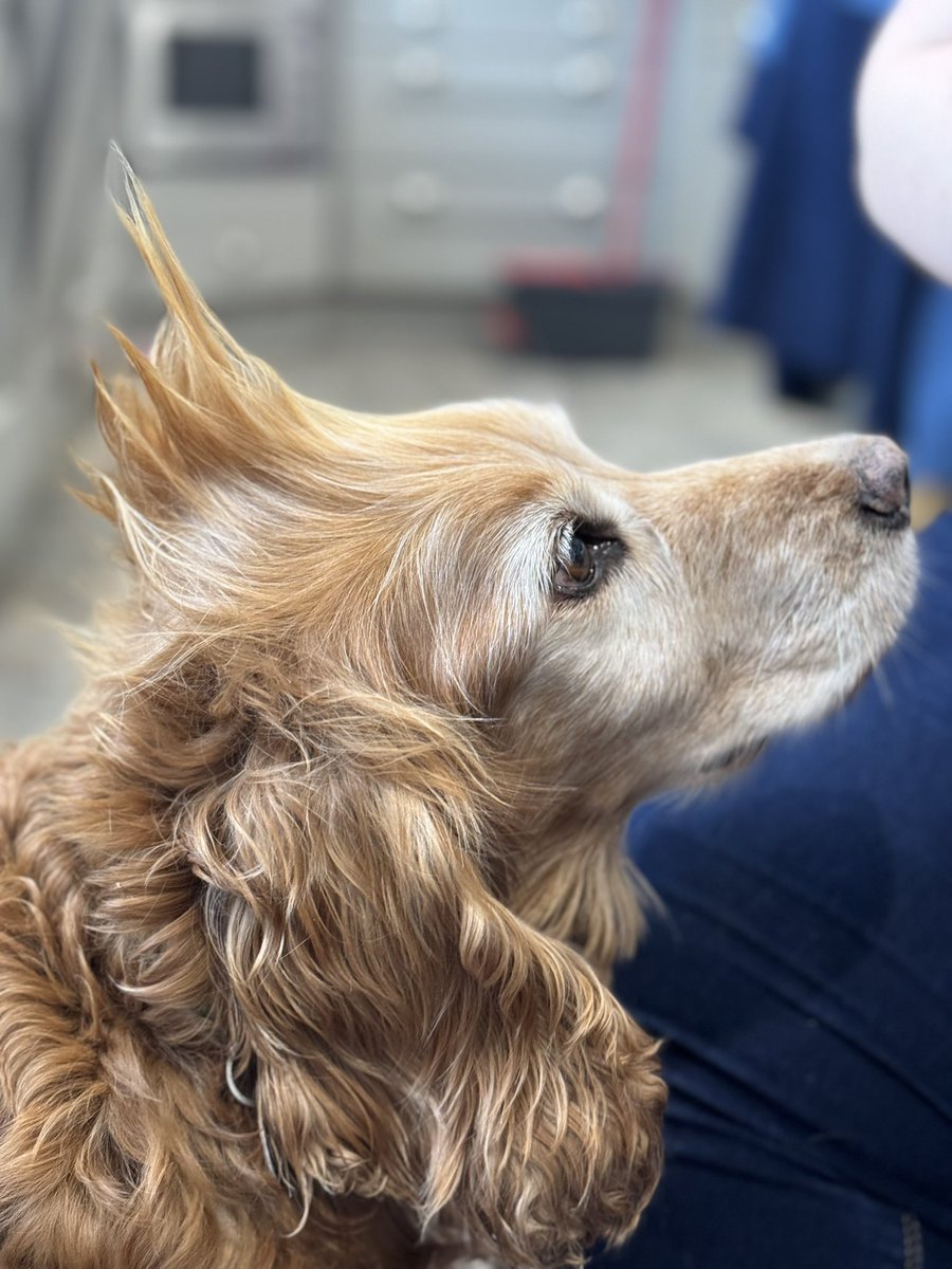 SpanielsSuper's tweet image. HuSis is home from Thailand &amp;amp; Vietnam 
The #BadHair  days have started again #BringItOn no one does my hair like she does #PamperTime